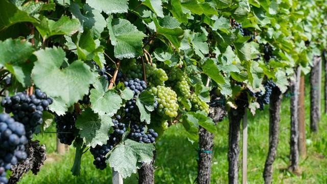 Antica Cascina B&B Borghetto Lodigiano Экстерьер фото
